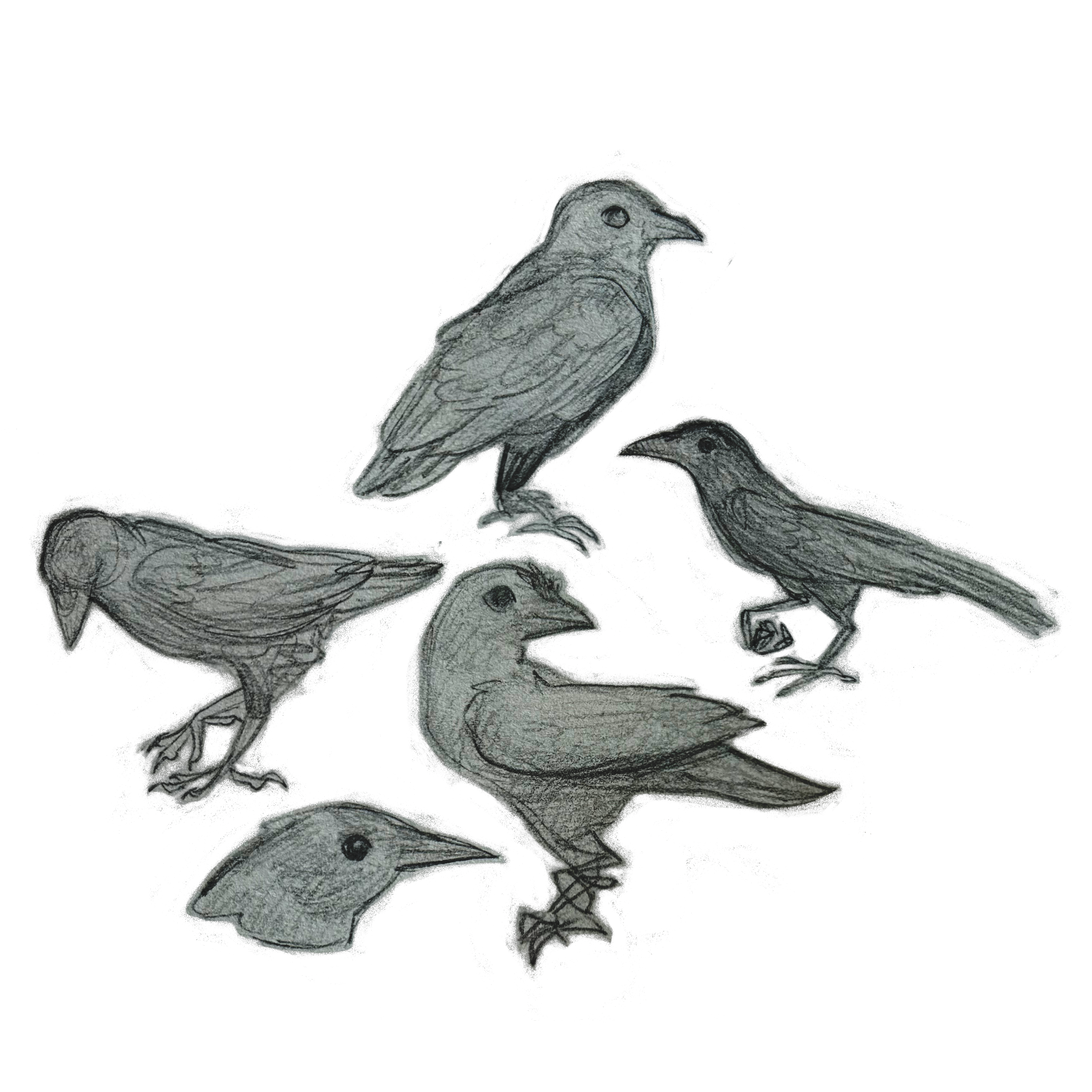 Corvid Stickers