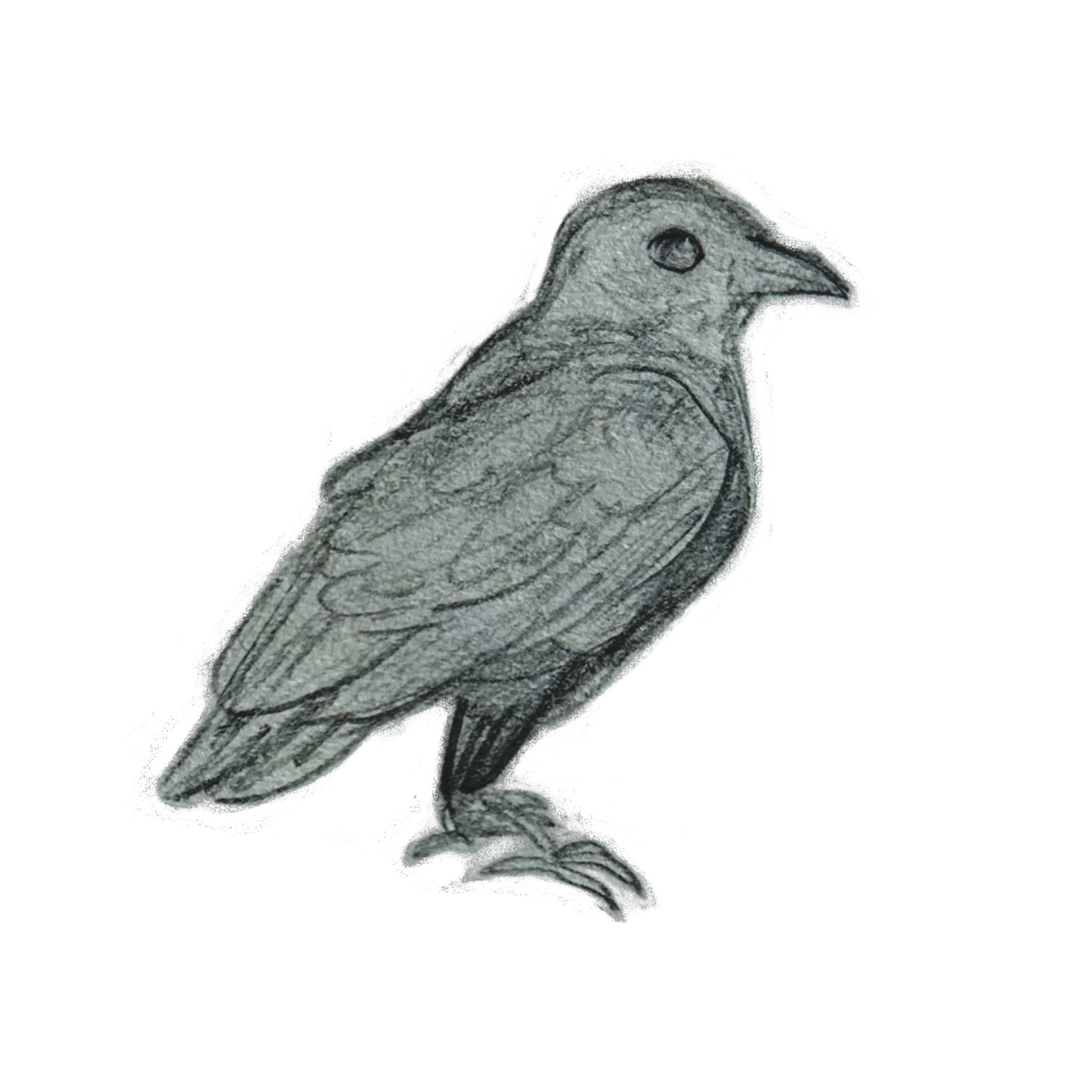 Corvid Stickers